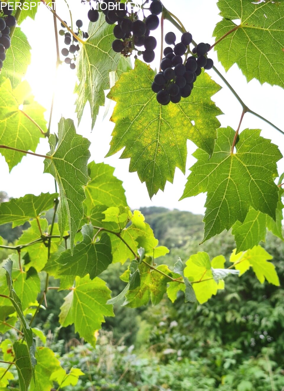 Eigener Weinstock Eigener Weinstock