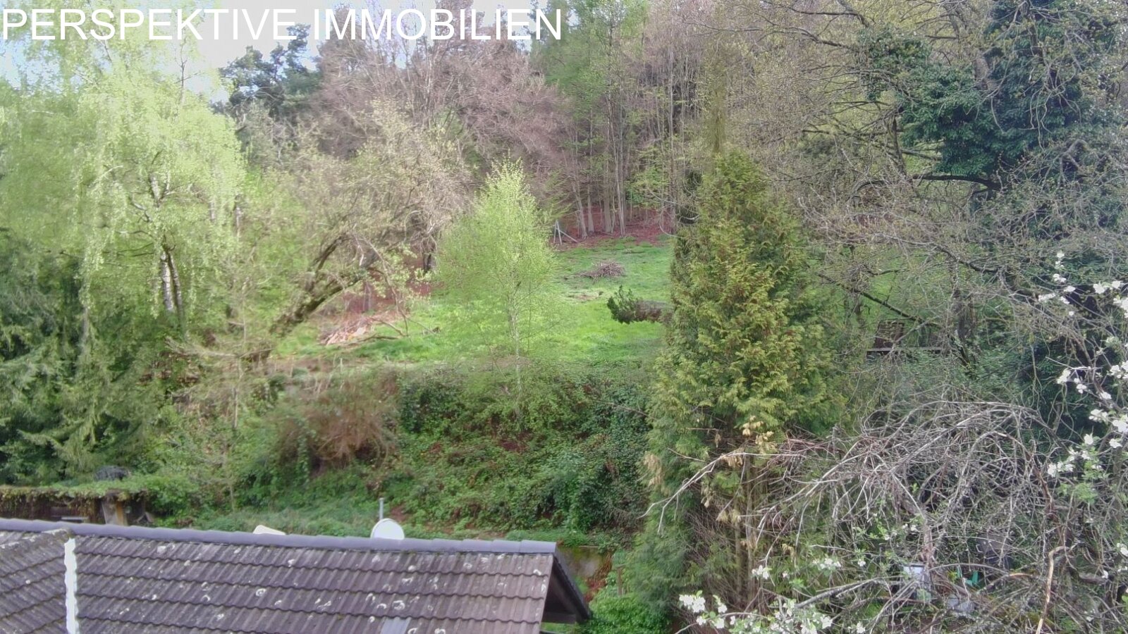 Blick auf Wiese und Wald