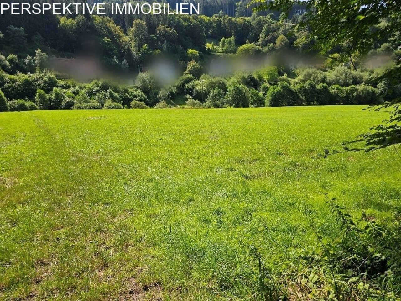 Weidefläche555 Weidefläche555