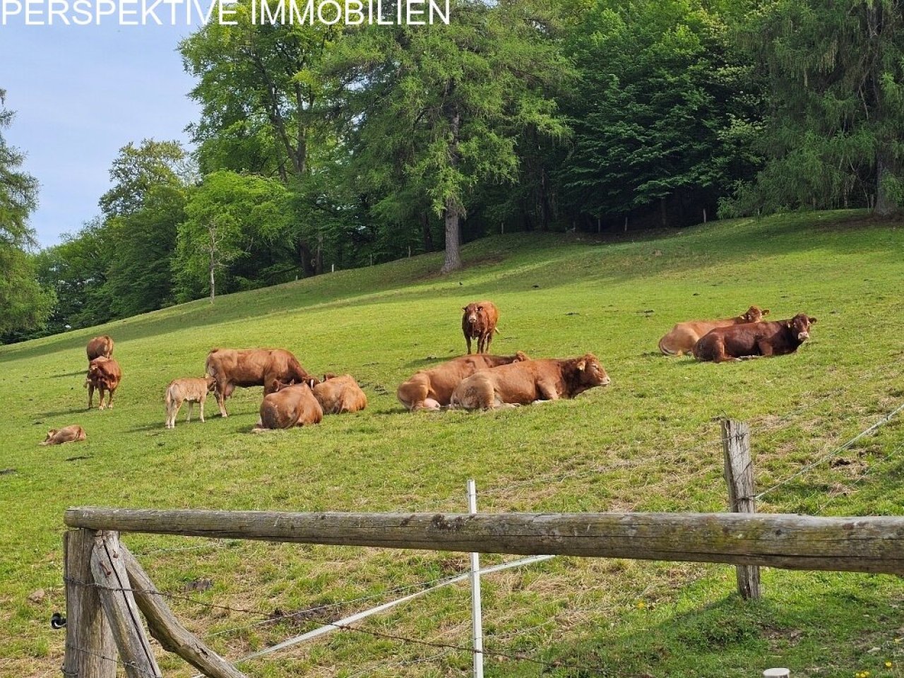 Kühe Kühe