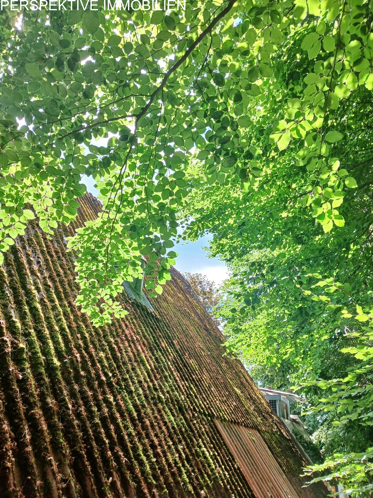 Dach Dach